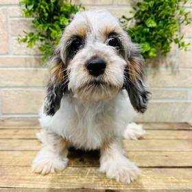 Cockapoo