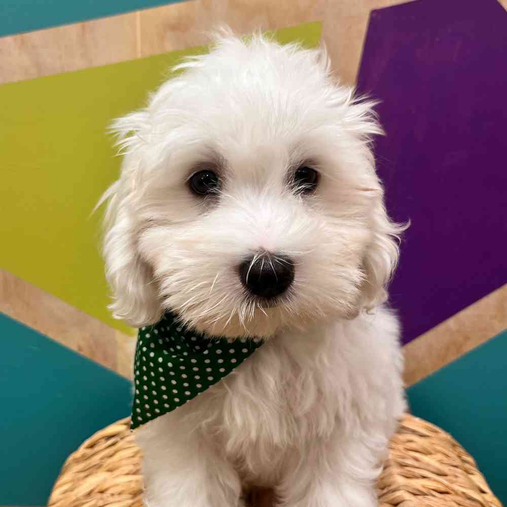 carousel pet images