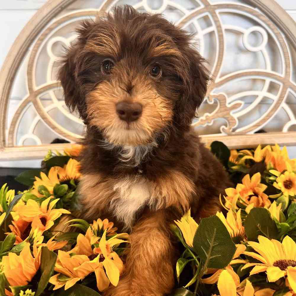 Male Mini Aussiedoodle Puppy for Sale in Rogers, AR