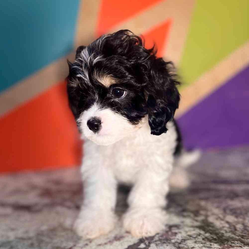 Image of a pet breed in the gallery