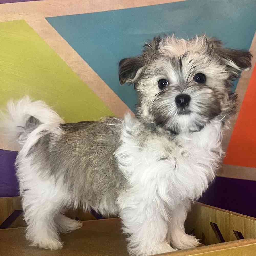 carousel pet images