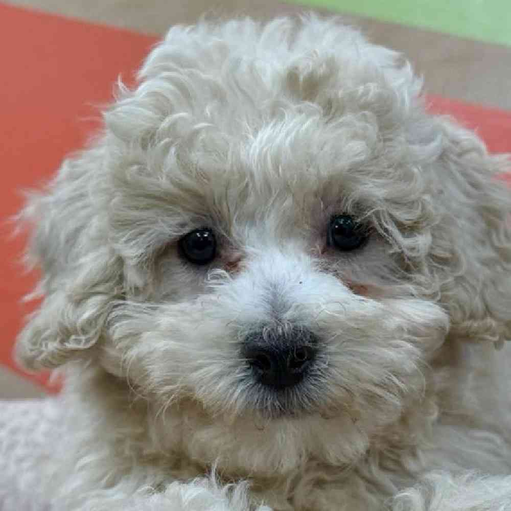 Image of a pet breed in the gallery