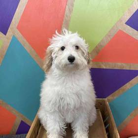 BichonPoo