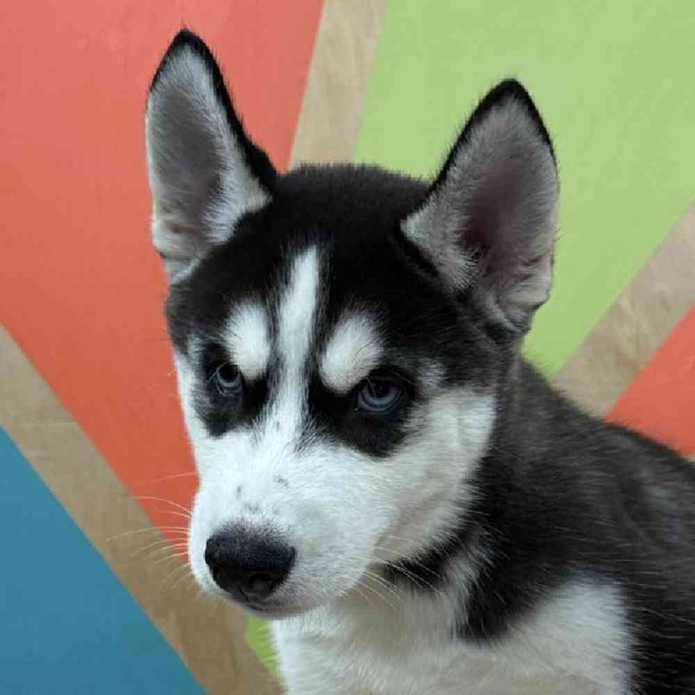 pet breed image