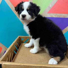 Miniature American Shepherd