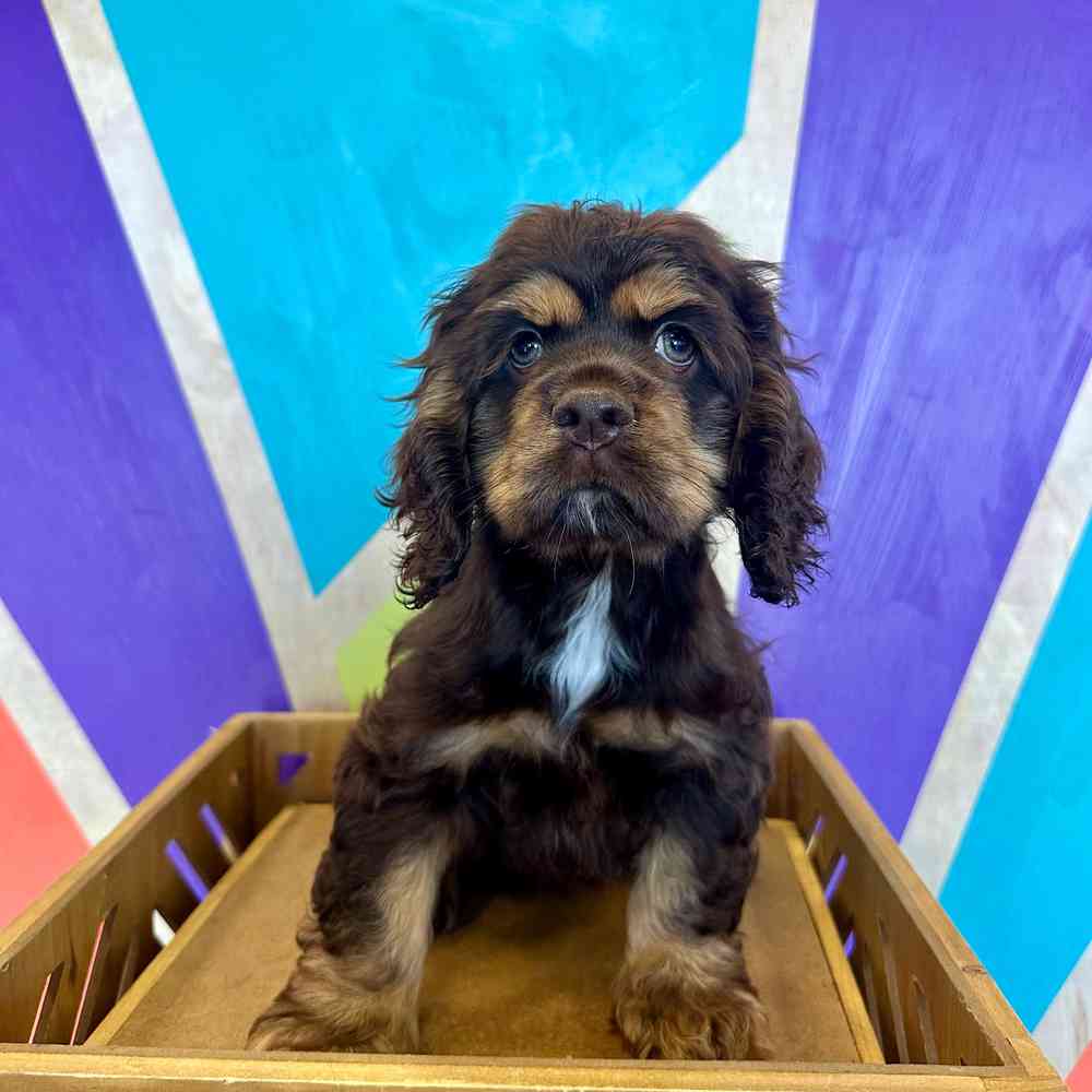 carousel pet images