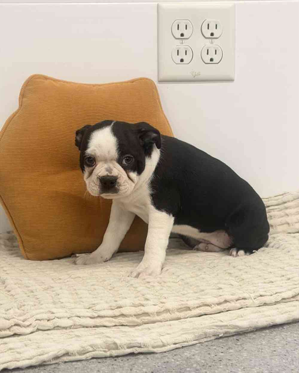 Image of a pet breed in the gallery