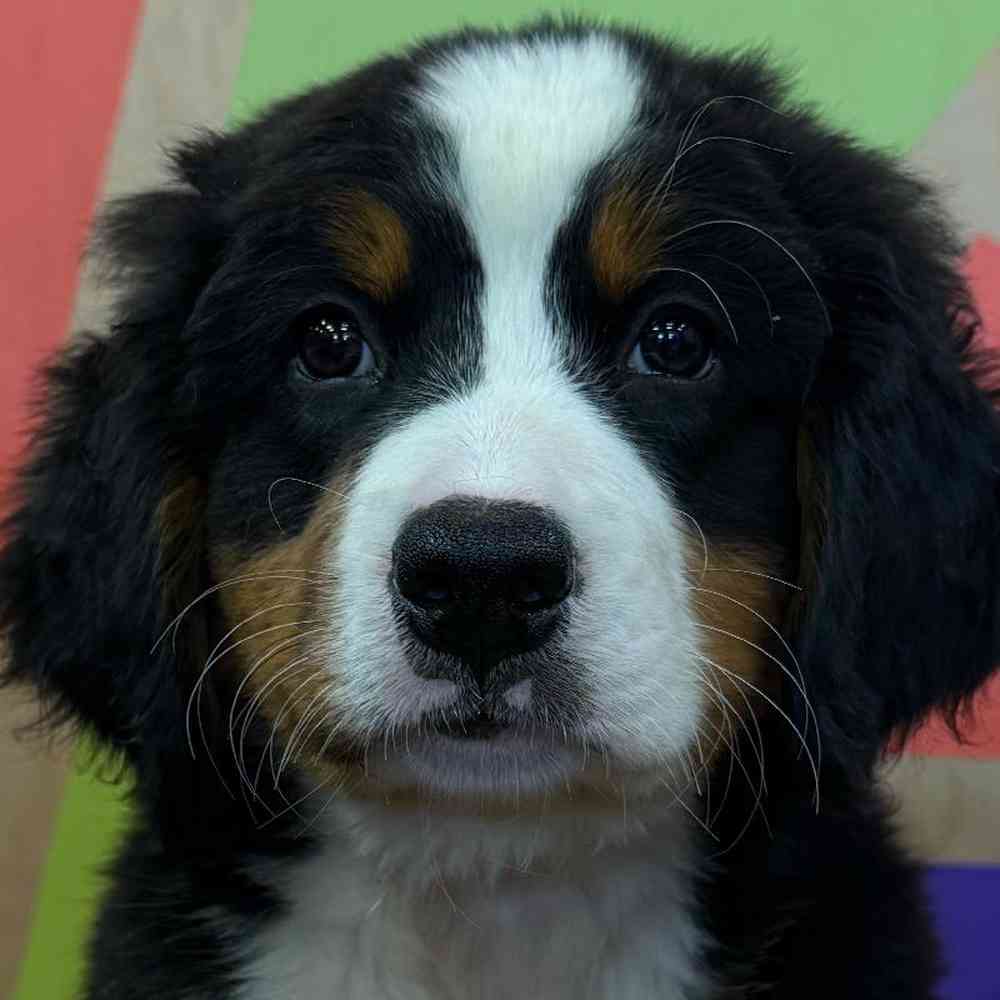 carousel pet images