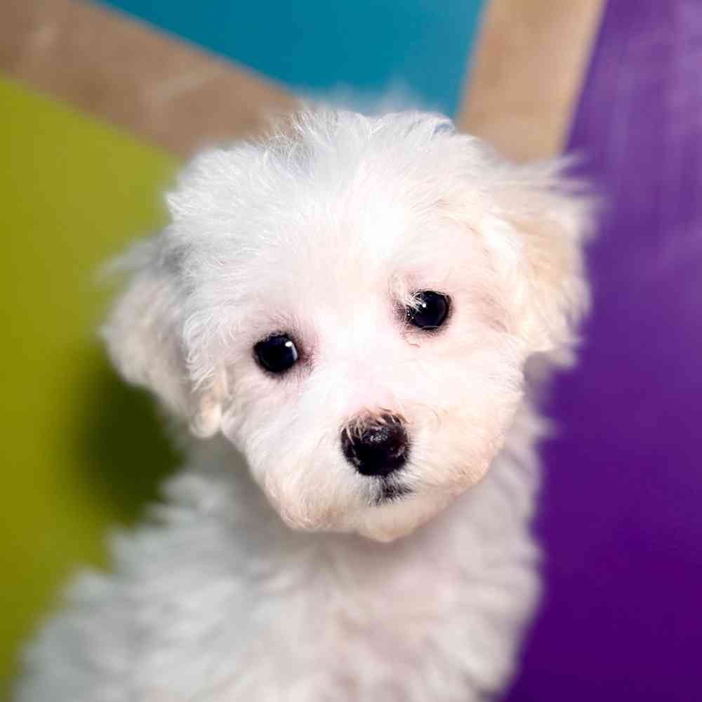 Image of a pet breed in the gallery