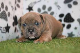 Old English Bulldog