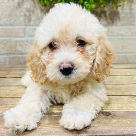Bichon-Poodle