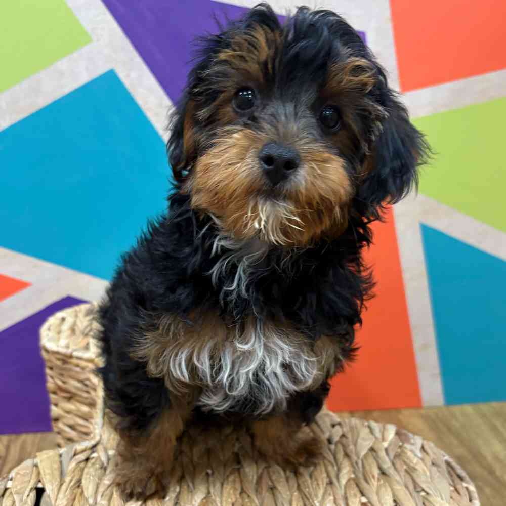 carousel pet images