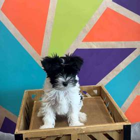 Biewer Yorkshire Terrier