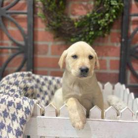Labrador Retriever