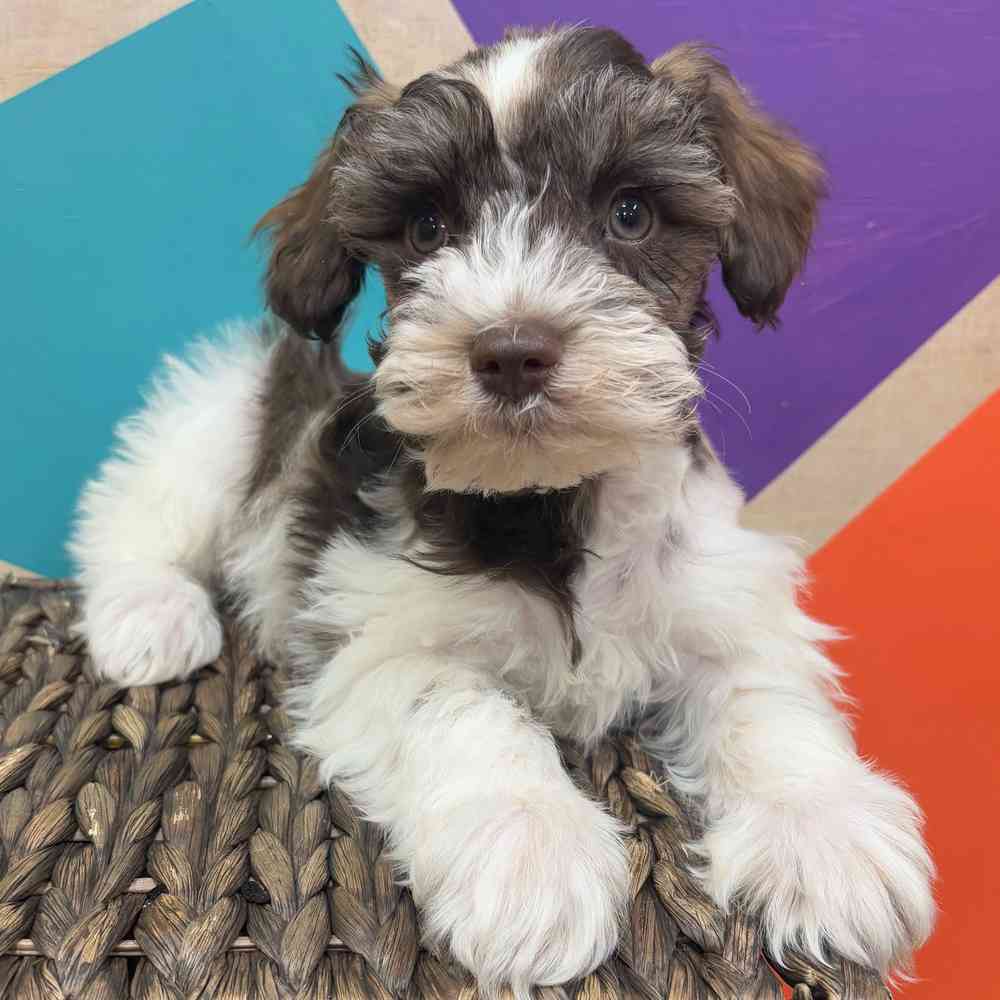 carousel pet images