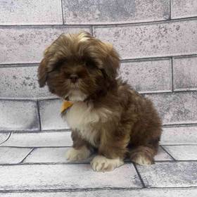 Lhasa Apso