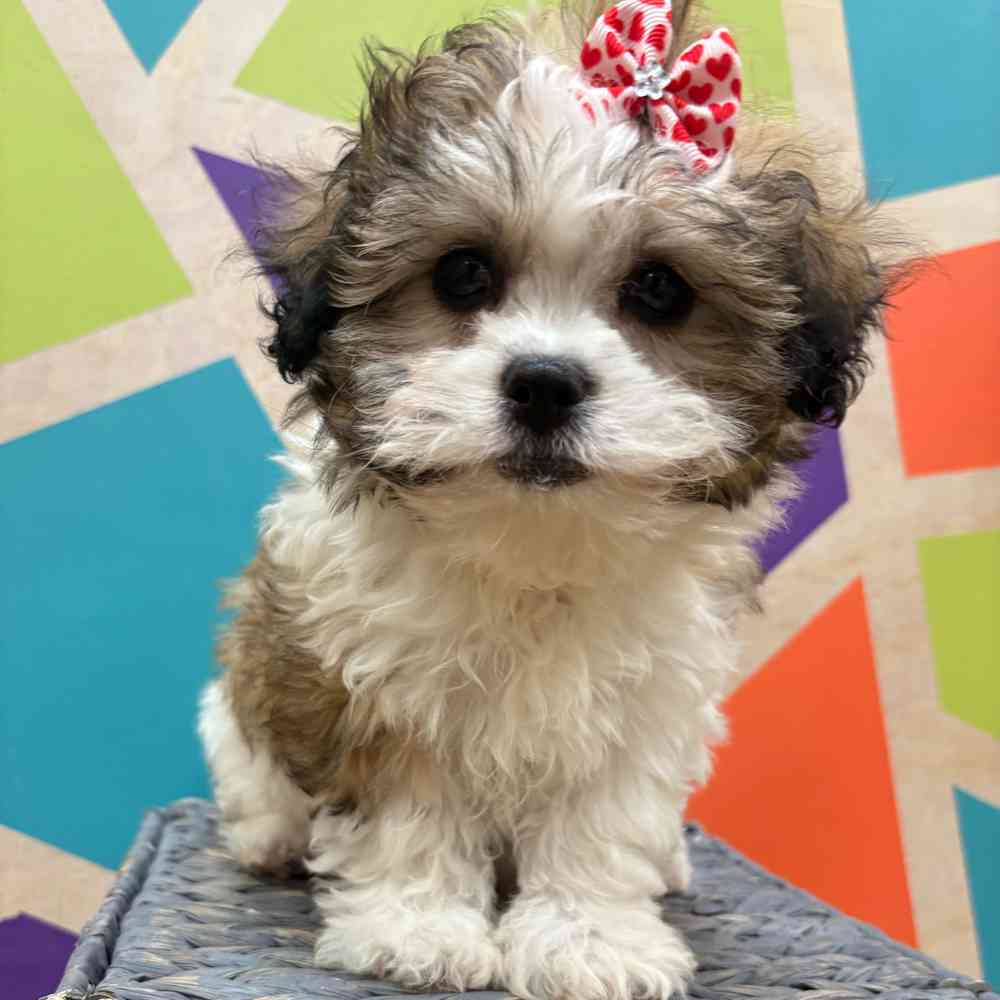 carousel pet images