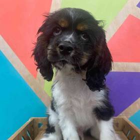 Cocker Spaniel