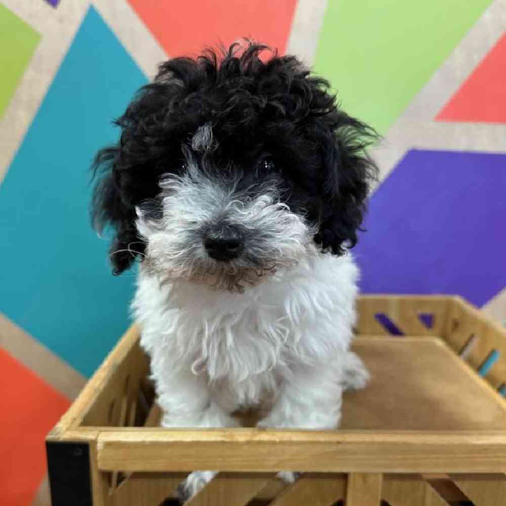 carousel pet images