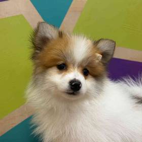 Pomeranian
