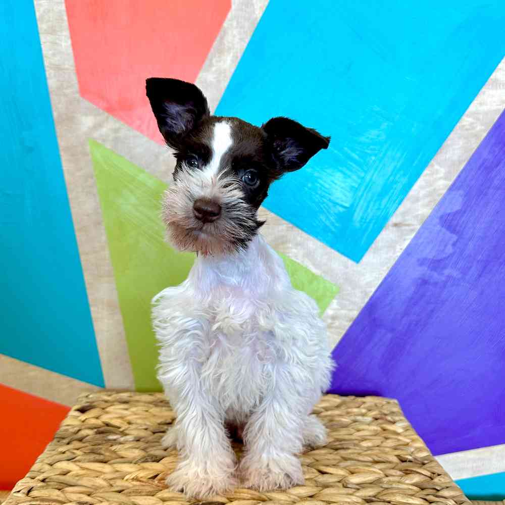 carousel pet images