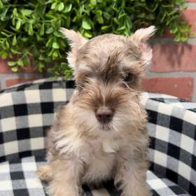 Mini Schnauzer