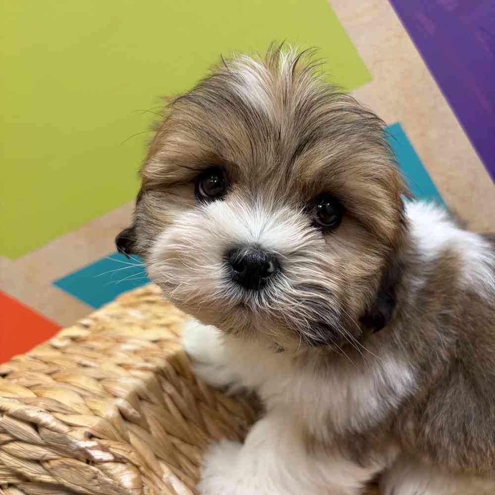 pet breed image
