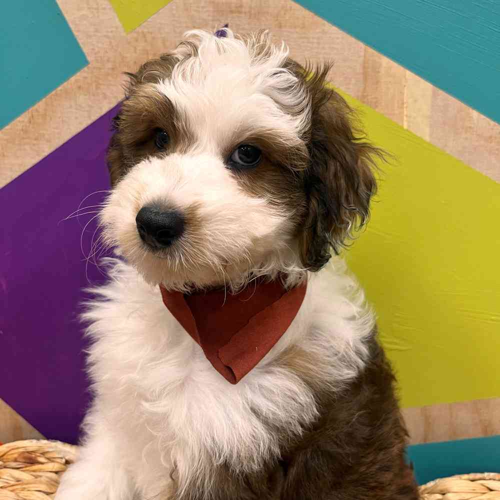 carousel pet images