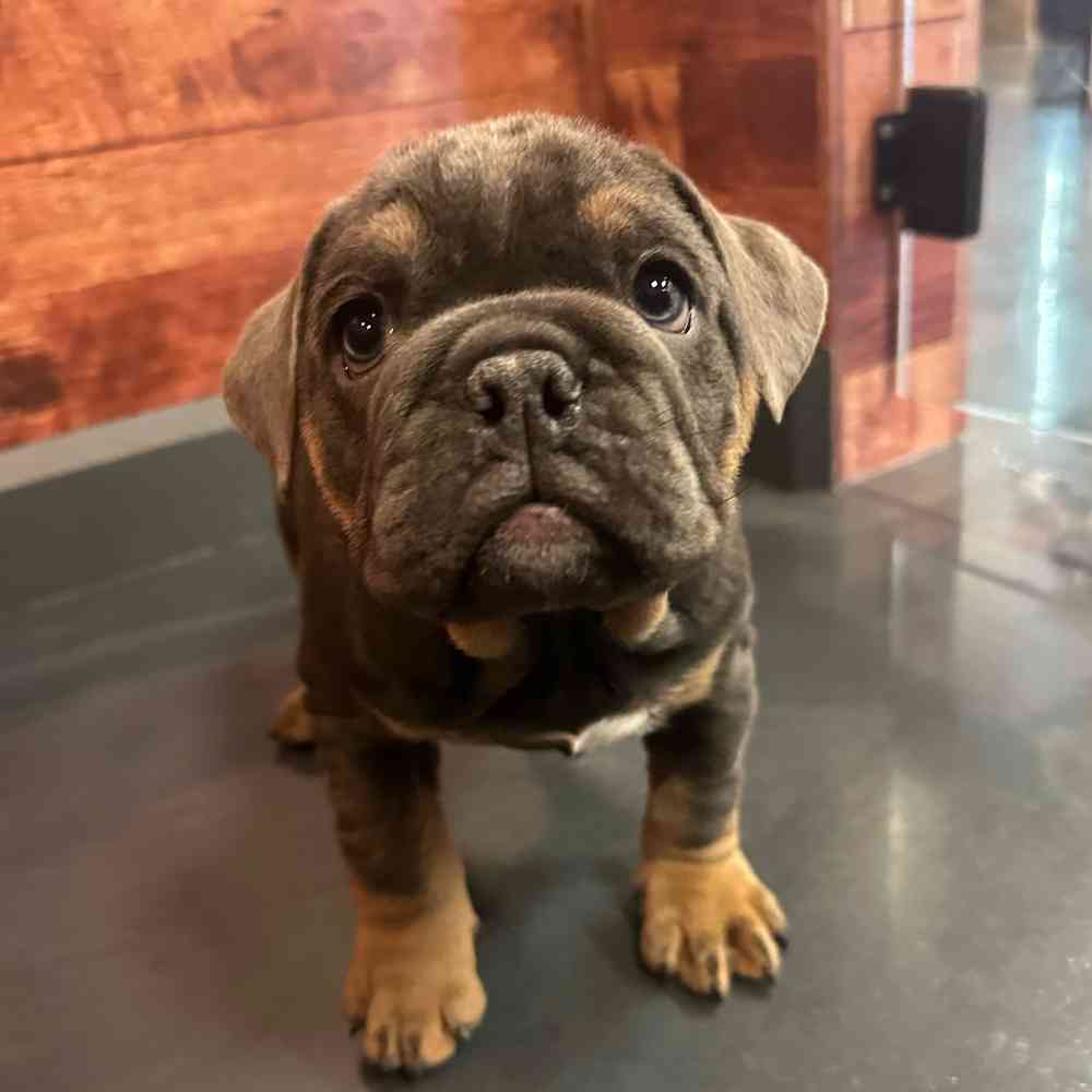 carousel pet images