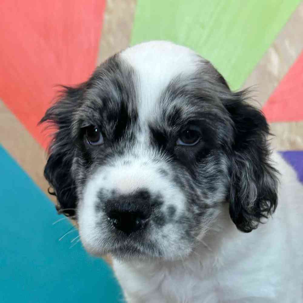 pet breed image