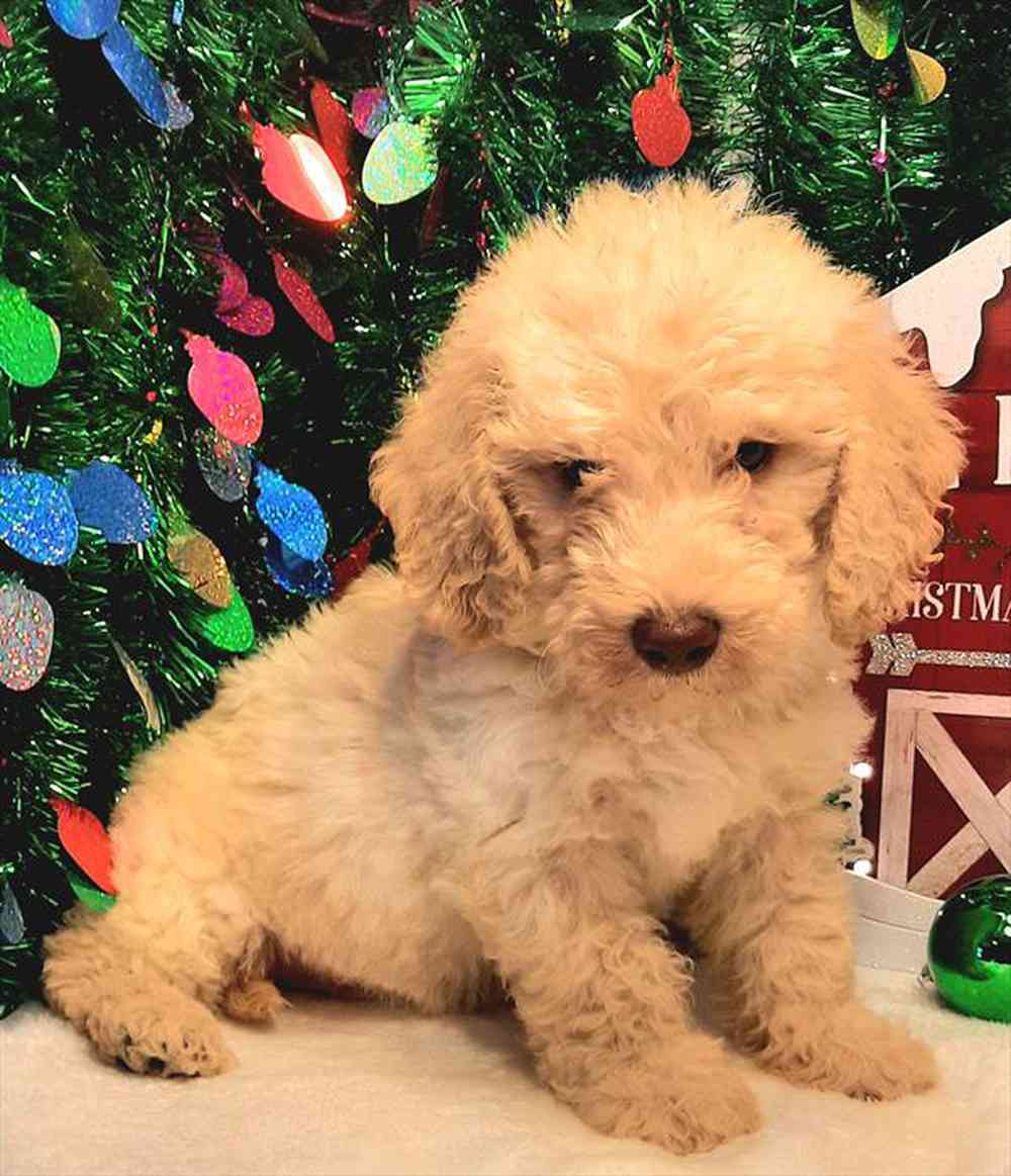 Mini Goldendoodle Puppies for sale at Petland Joplin.