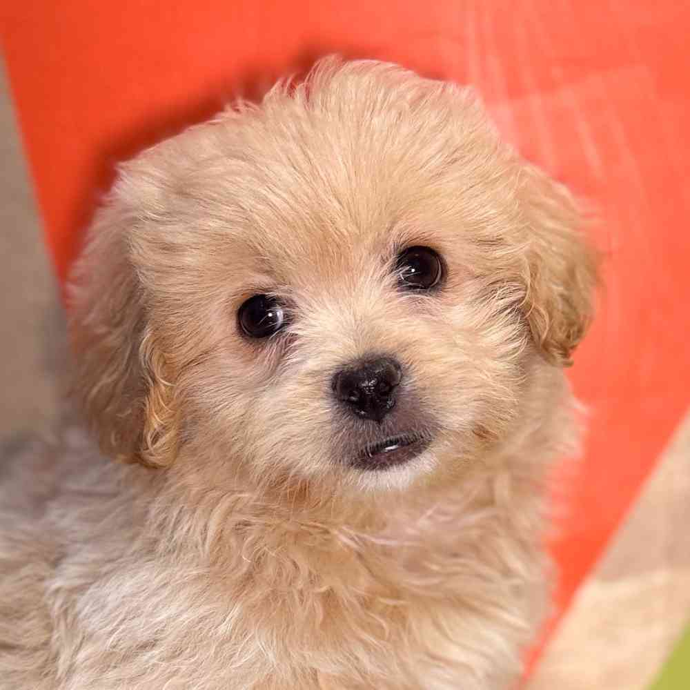 Image of a pet breed in the gallery
