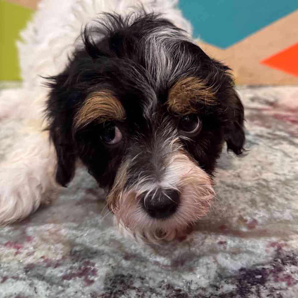 carousel pet images