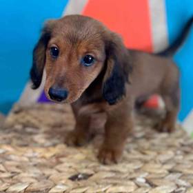 Mini Dachshund