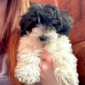 Toy BichonPoo