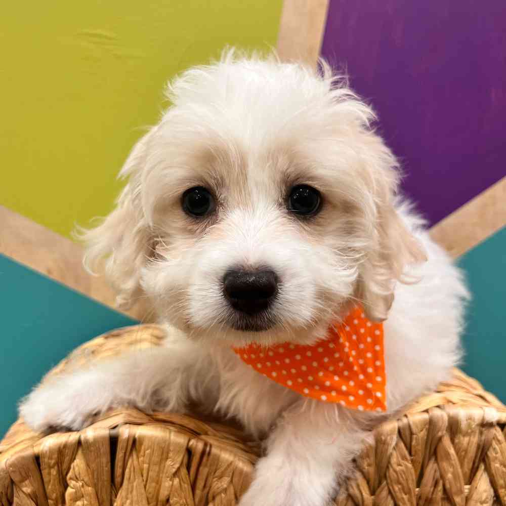 pet breed image