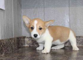 Pembroke Welsh Corgi