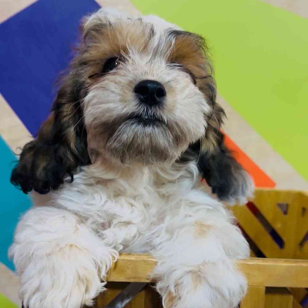 carousel pet images