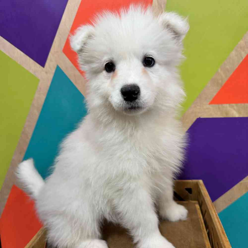 Image of a pet breed in the gallery
