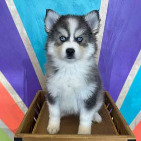 Pomsky