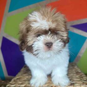 Shih Apso