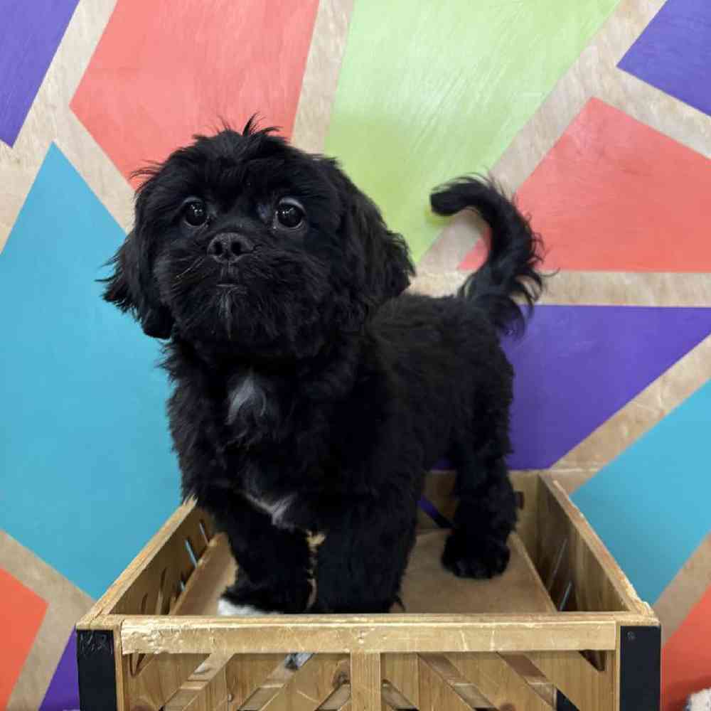 carousel pet images