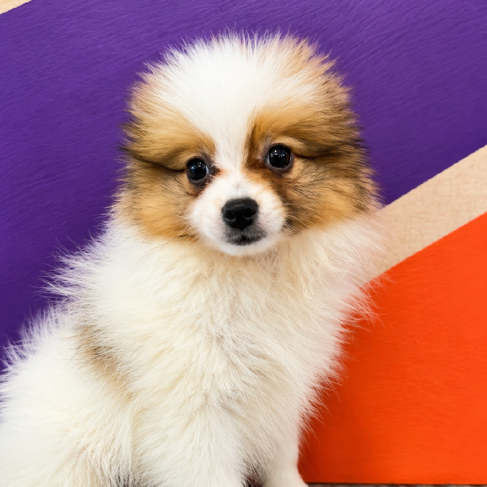 carousel pet images