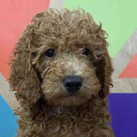 Moyen Poodle