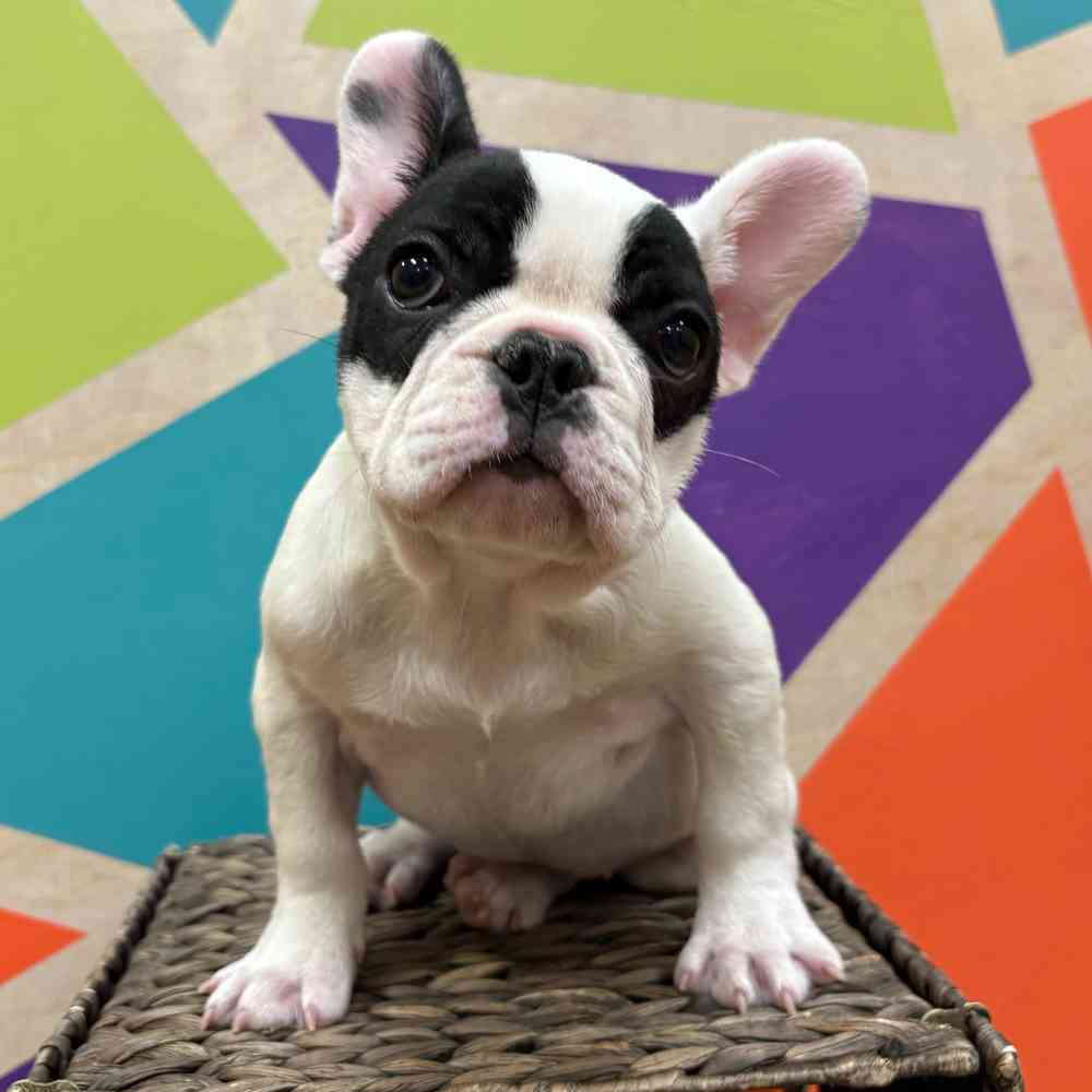 carousel pet images