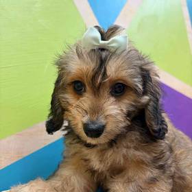 Cavachon