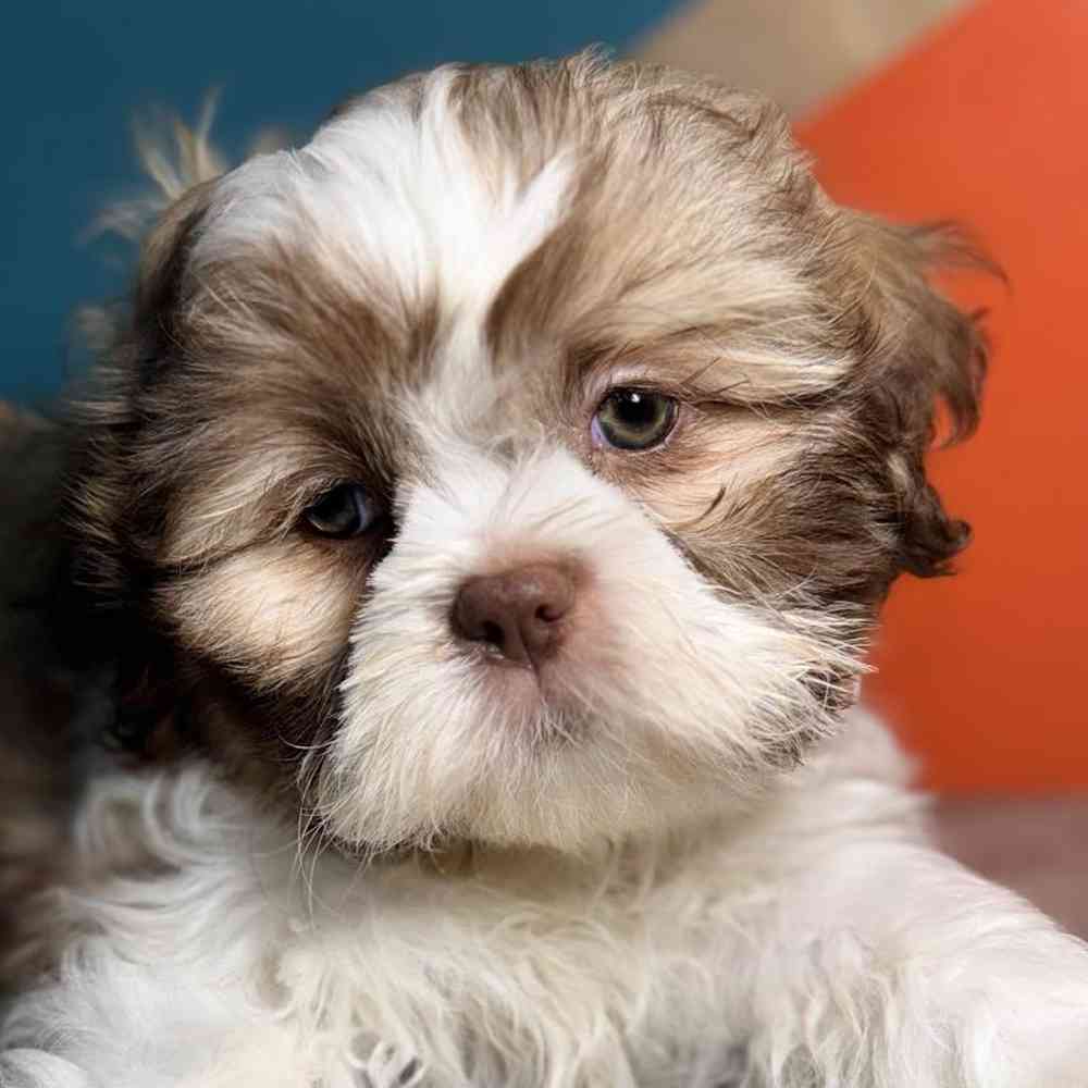 carousel pet images