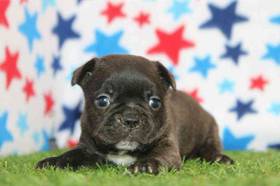 Frenchton