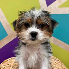 Biewer Yorkshire Terrier