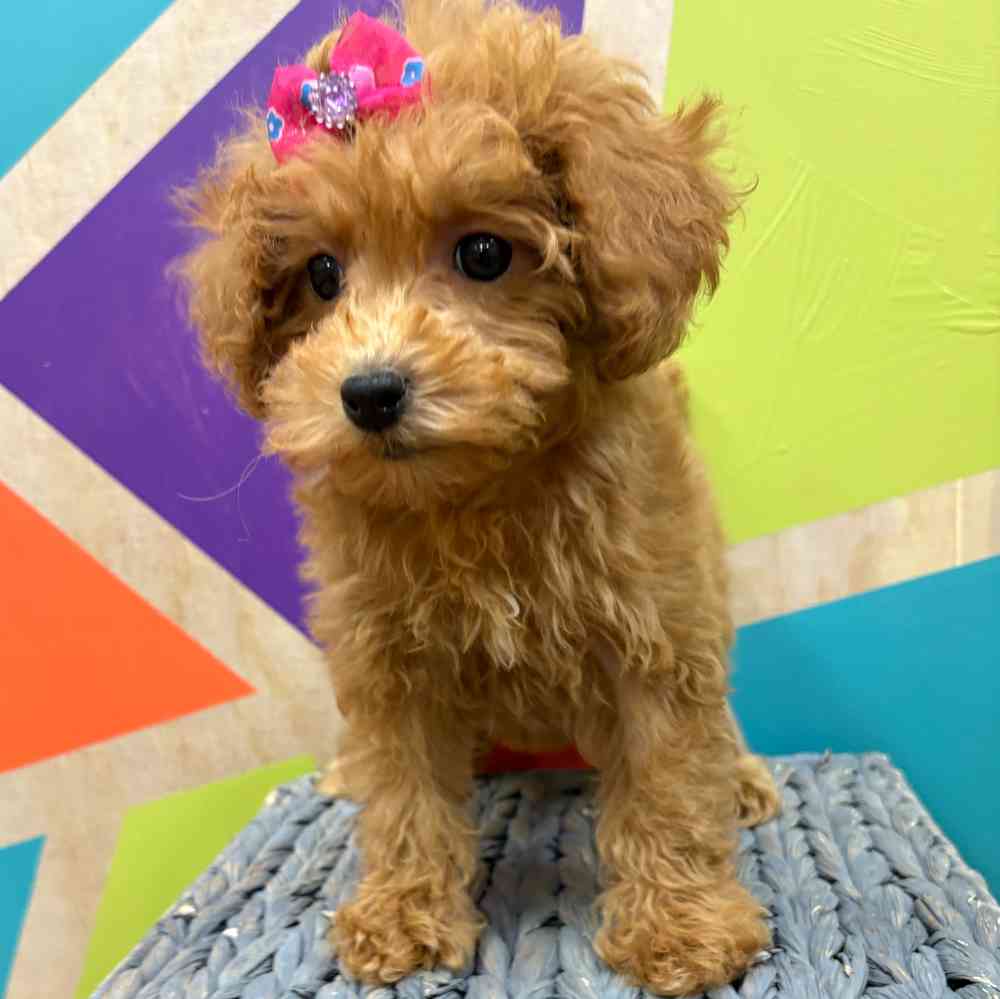 carousel pet images